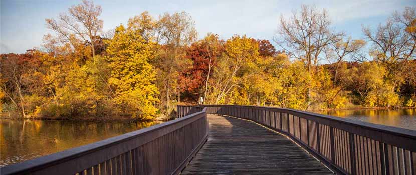 A wooden walkway goes toward a row of trees that have turned yellow and red in the fall. 