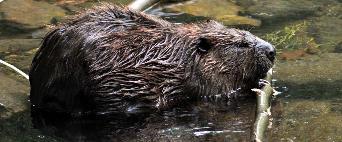 A North American beaver gnaws on a sizeable stick while wading in water.