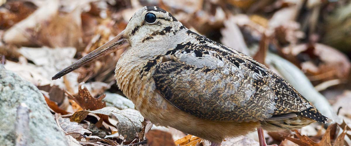 An american woodcock stands on the ground among fallen leaves. 