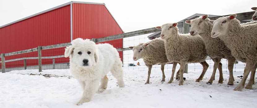 a white Great Pyrenees Dog in the snow with a fence and red barn behind it and Finn sheep off to the side at Gale Woods Farm in Minnetrista, Minnesota