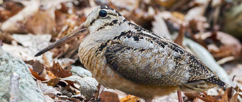 An american woodcock stands on the ground among fallen leaves. 