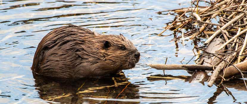 A beaver sits in the water next to a pile of sticks.