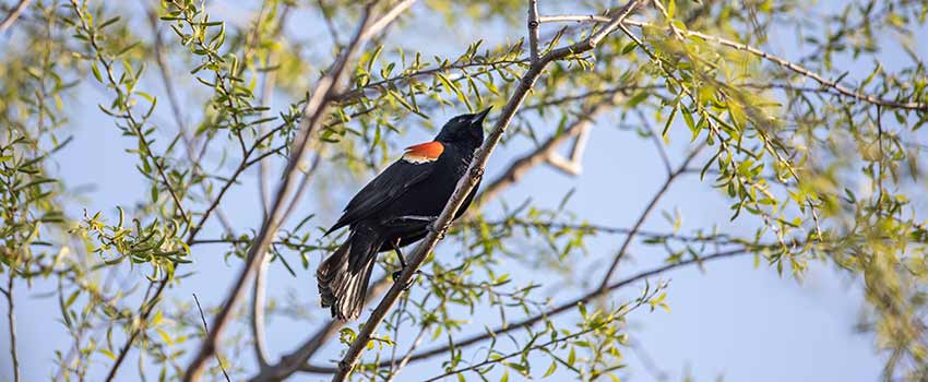 Red-winged blackbird sitting in a budding tree.