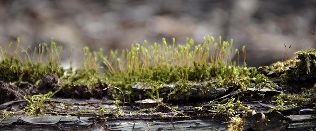 Close up of green moss sprouts on a log.