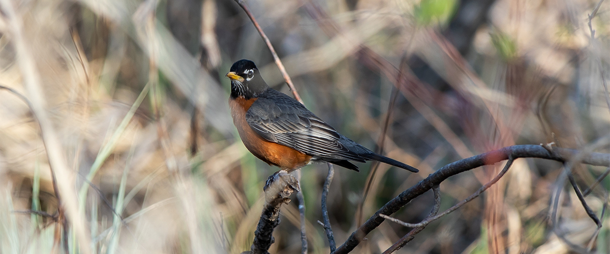 Close up of an American robin sitting on a twig.