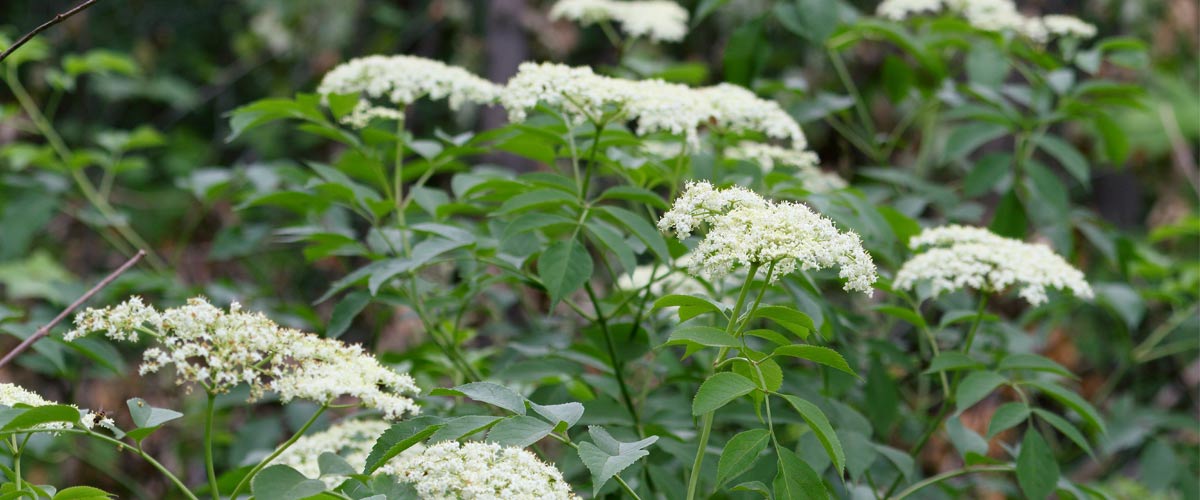 Common elderberry blooms in clusters of small white flowers.
