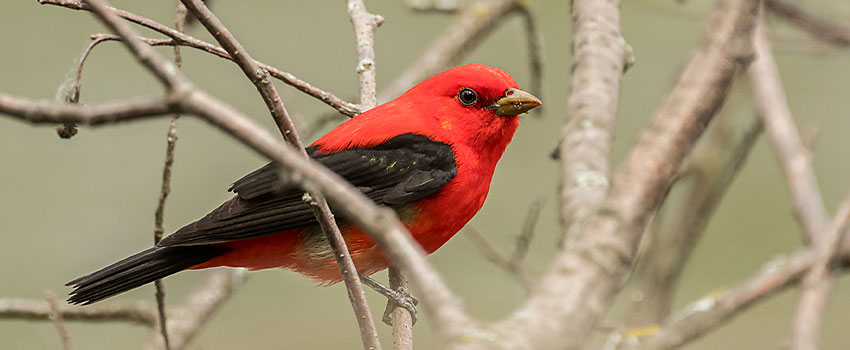 Scarlet tanager sitting on bare branch in Minnesota.
