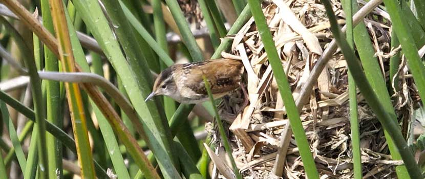 A marsh wren leans out of its nest built among grasses.