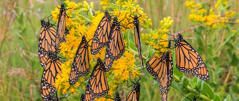 monarch butterflies sit on a flower