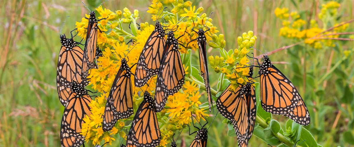 monarch butterflies sit on a flower