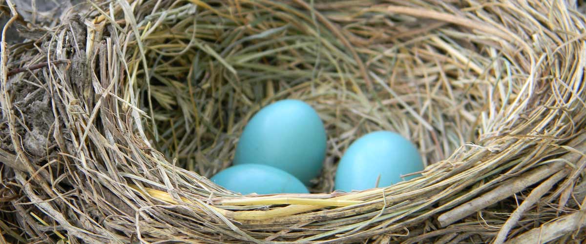 Three blue eggs rest in an American robin's nest.