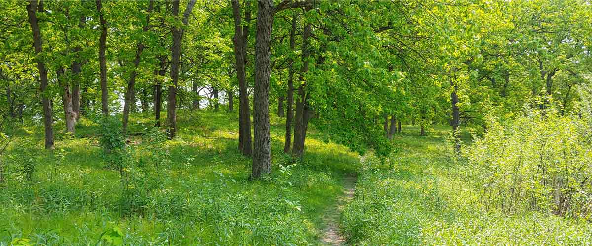 A narrow dirt trail leading into a green forest at Silverwood Park in St. Anthony, Minnesota.