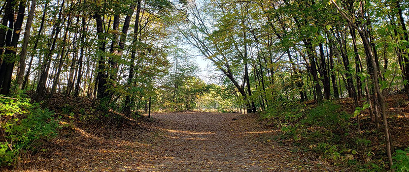 Trail covered in fallen leaves, framed by trees with green leaves.