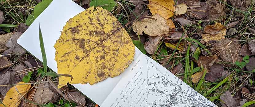A yellowed Aspen leaf lies on top of a small notebook with an entry and sketch of the leaf on a bed of grass and fallen leaves.