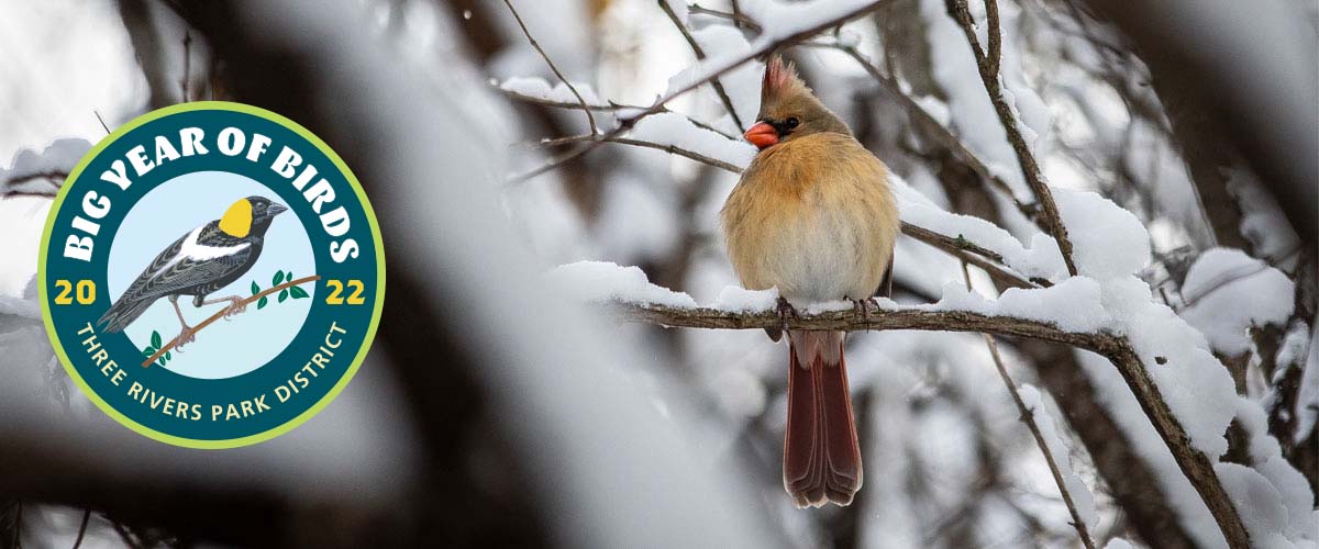 A cardinal sits on a snow-covered branch. The Big Year of Birds 2022 Three Rivers Park District logo is displayed on top of the photograph.