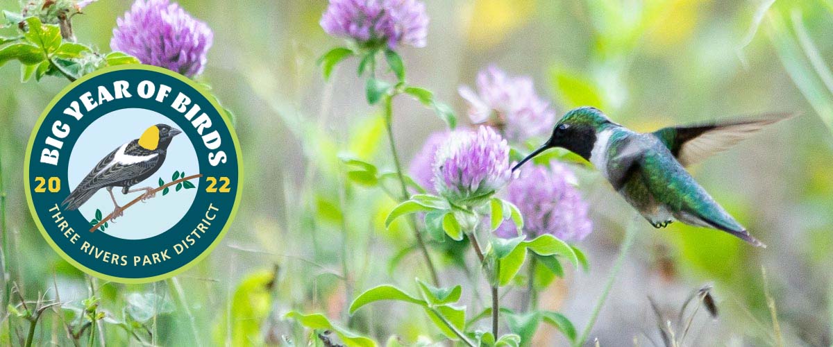 A hummingbird hovers near clover. The Big Year of Birds 2022 Three Rivers Park District logo is displayed on top of the photograph.