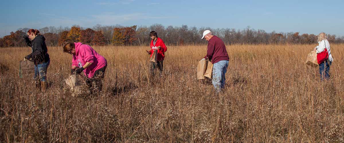 Volunteers collect seeds in a prairie.