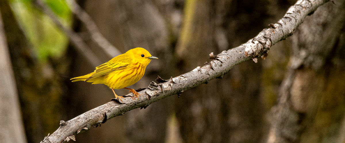 A yellow warbler sits on a tree branch.