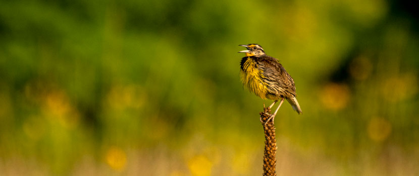 An Eastern meadowlark sings in a prairie.