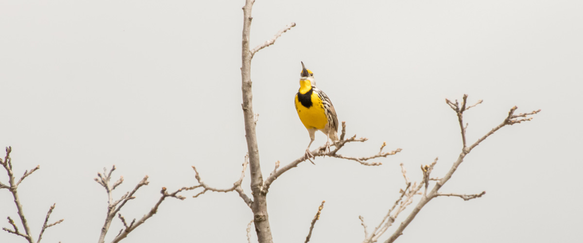 An Eastern meadowlark sits on a branch and sings.