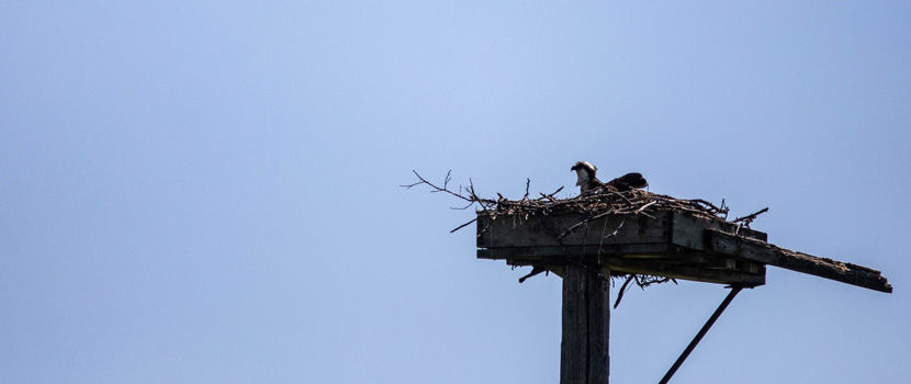 An osprey sits in a platform nest against a blue sky background.