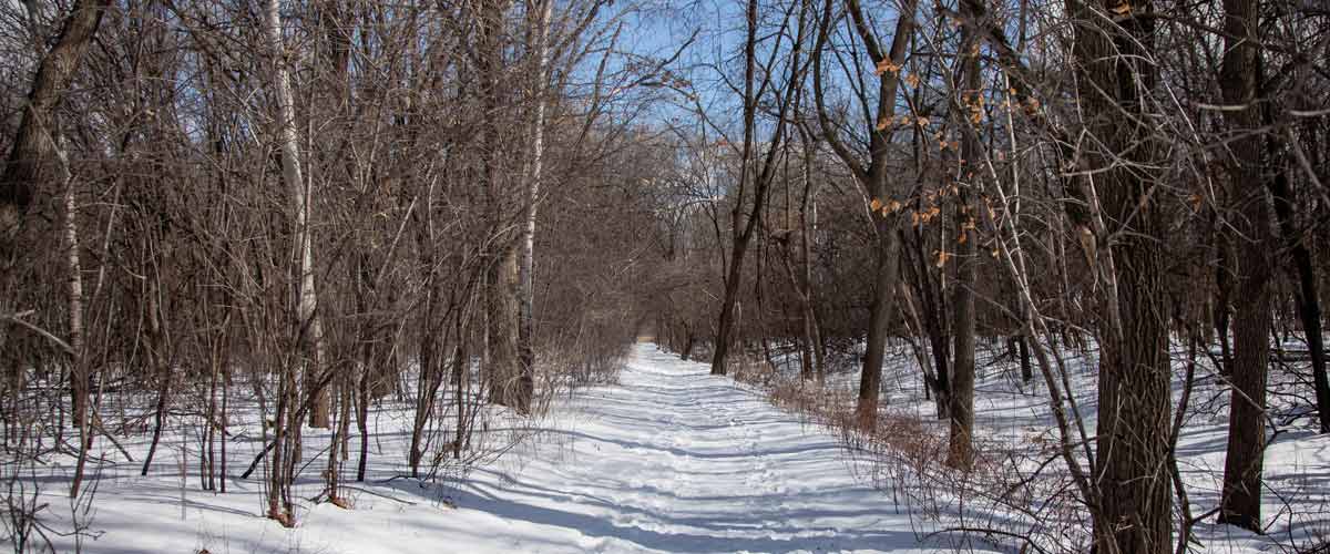 A snow-covered trail goes through barren trees.