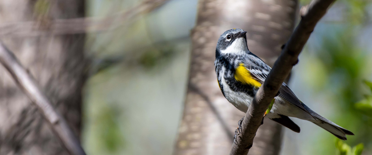 A photo of a yellow-rumped warbler on a tree branch.