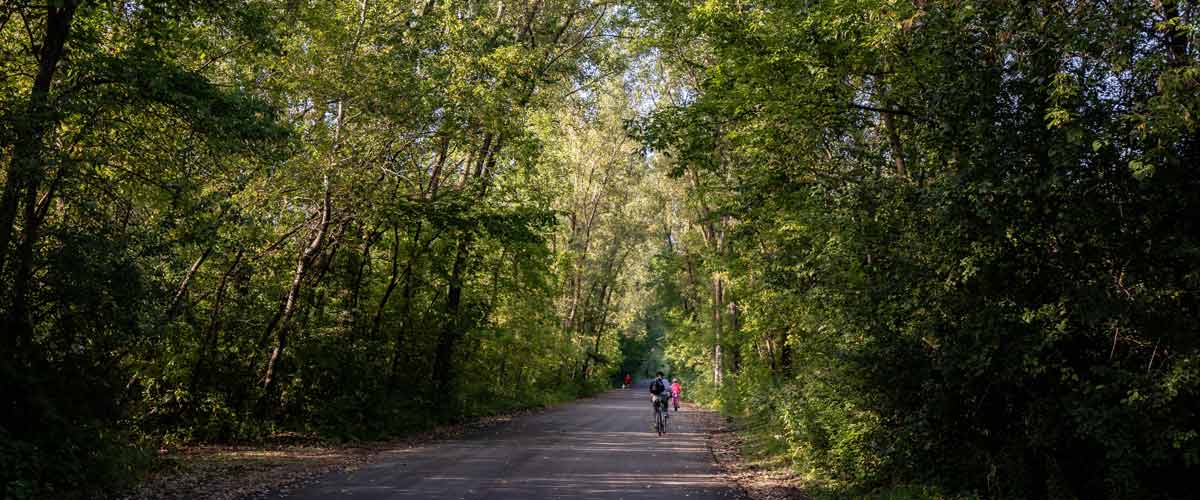 Cyclists bike down a paved path that is lined by trees.