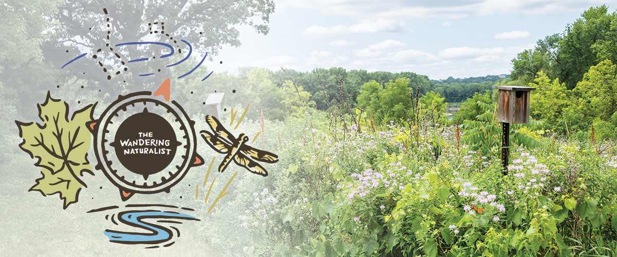 The Wandering Naturalist graphic, which includes a compass with "The Wandering Naturalist" inside of a compass with elements of leaves, a dragonfly, a river and constellations, overlays a photo of trees, flowers and a birdhouse.