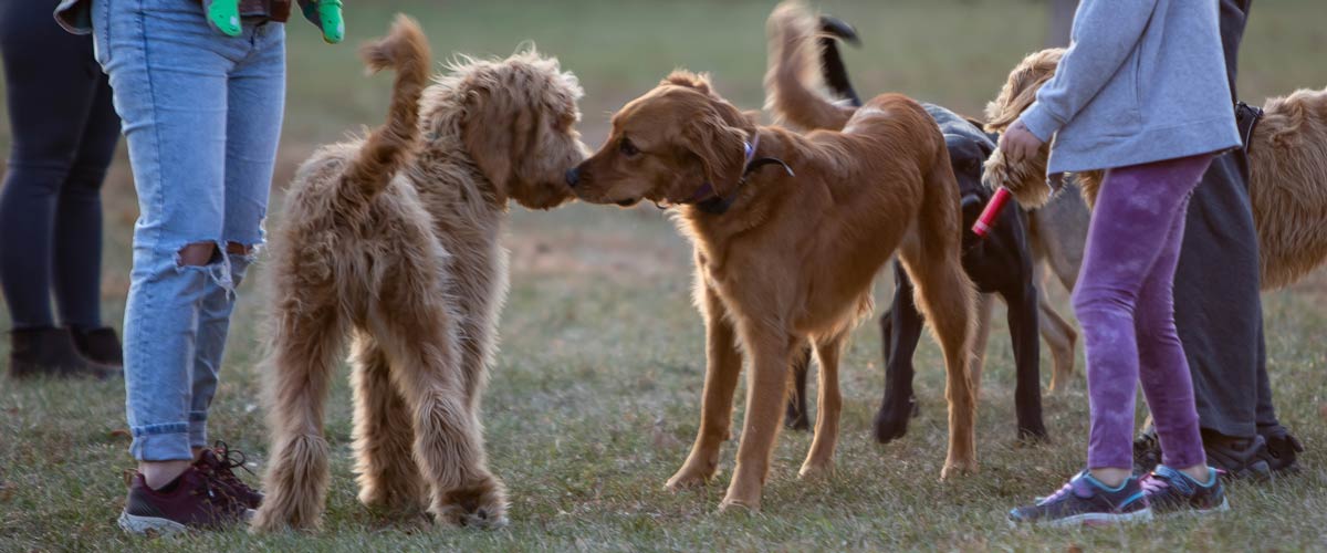 Two dogs sniff each other's noses at a dog off-leash area.