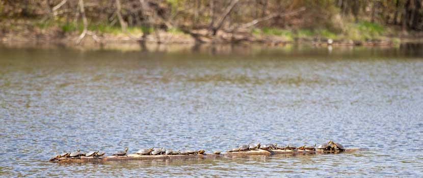 Turtles line a log in the water. 