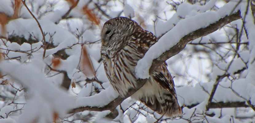 A barred owl sits on a snow-covered branch.