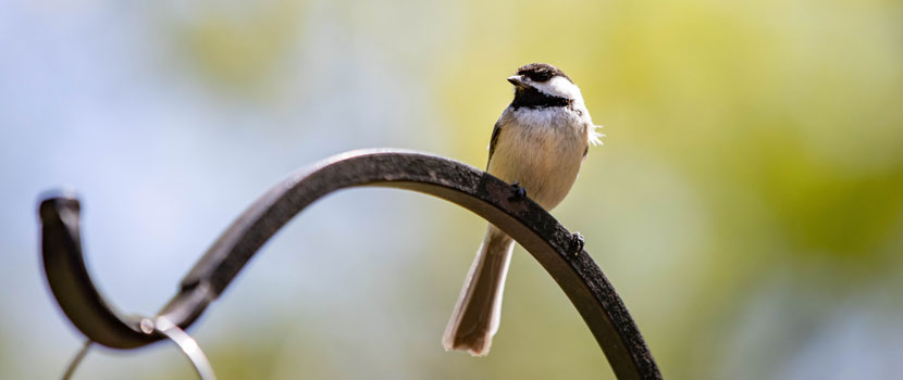 A chickadee perches on a metal bar.