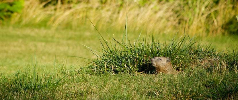 A groundhog peeks its head out of it's hole in a grassy area.