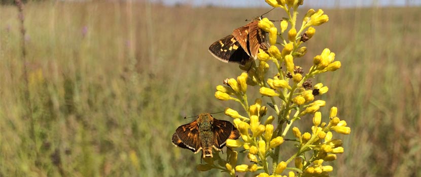 Two Leonard's skippers nectar on a yellow flowering plant.