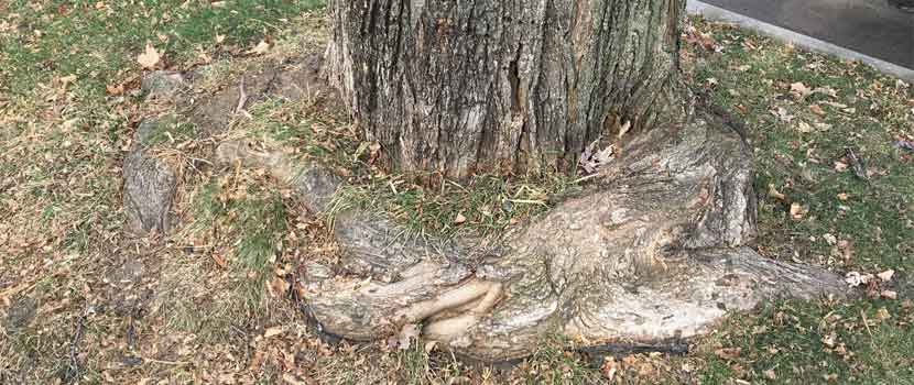 A maple tree trunk with roots wrapping around it.