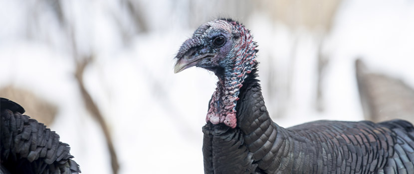 The neck and head of a wild turkey.