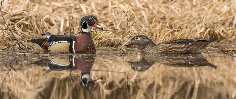 A pair of wood ducks floats on a lake.