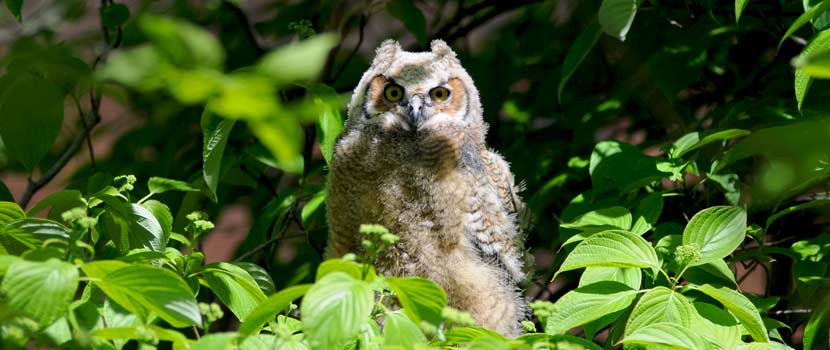 a baby great-horned owl in green brush