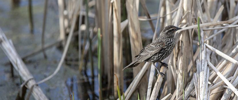A female redwing blackbird perches on a reed in the lagoon at French Regional Park.