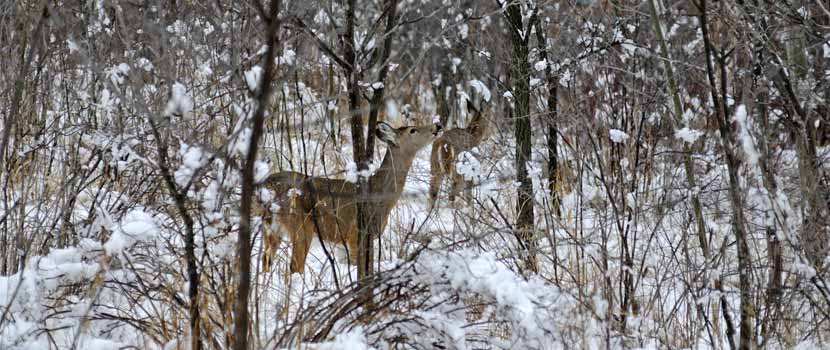 A deer browses in the forest in winter.