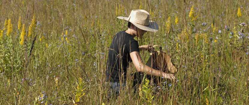 person collecting seeds in a prairie
