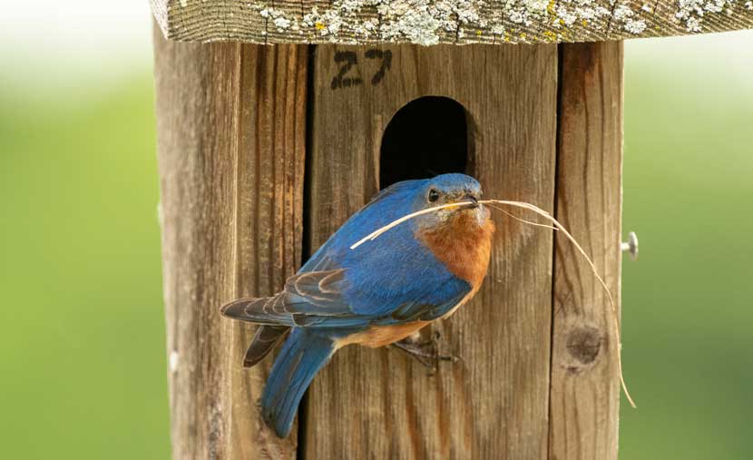 A bluebird sits in a birdhouse with a piece of vegetation hanging from its beak.