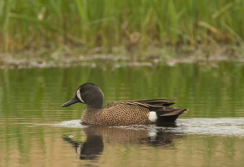 A blue-winged teal floats on a lake.