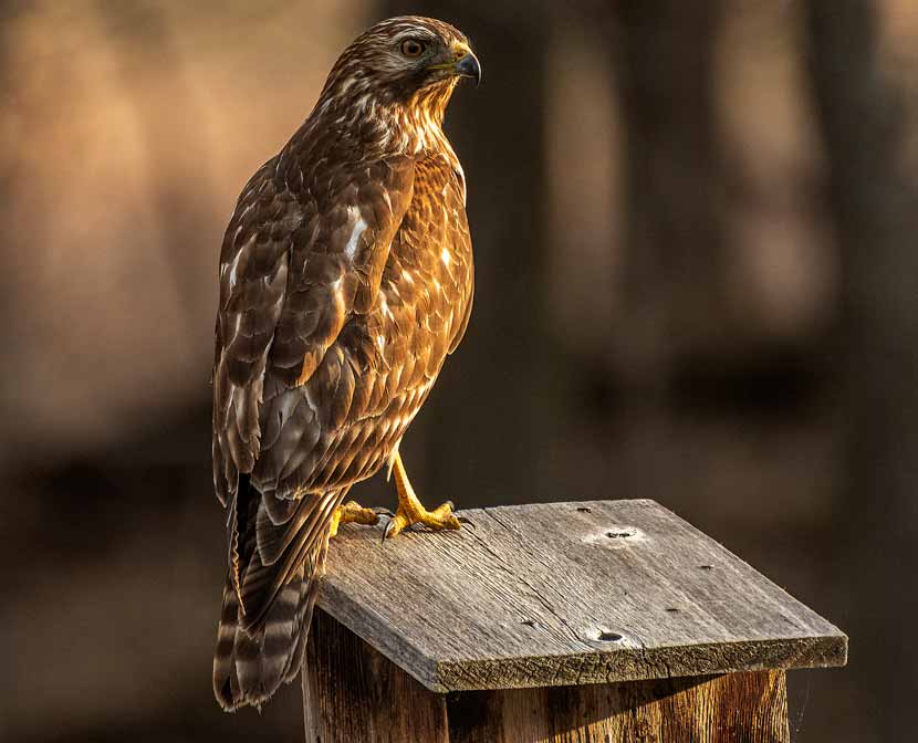 A broad-winged hawk sits atop a birdhouse.