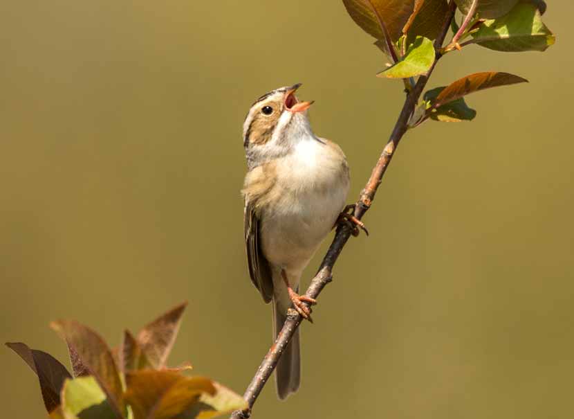 A clay-colored sparrow sits on a branch with its mouth open.