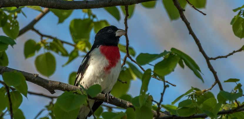 A rose-breasted grosbeak sits on a branch with green leaves.