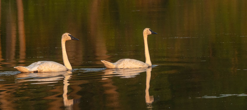 Two trumpeter swans float on a lake.
