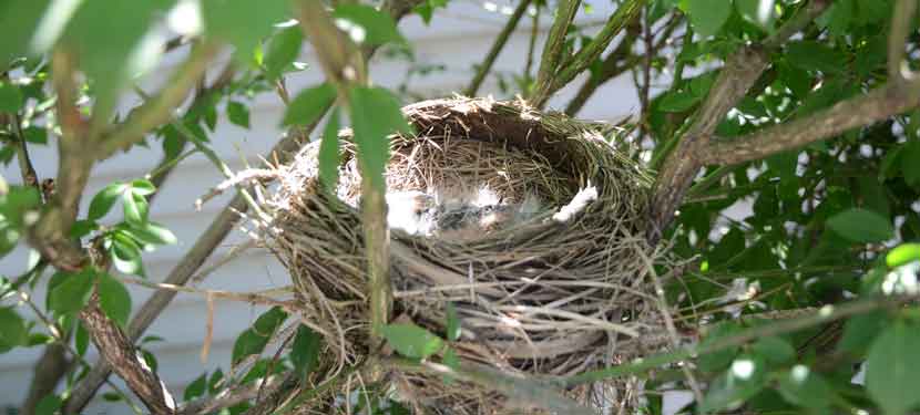 A bird nest among branches with green leaves.