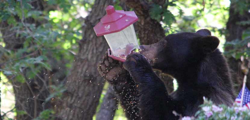 A black bear tears apart a bird feeder to eat the seed.